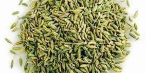 Fennel Seeds