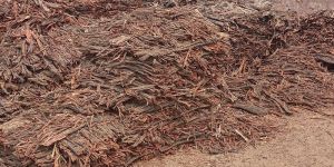 Acacia Wood Stems Bark