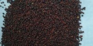 Black Mustard Seeds