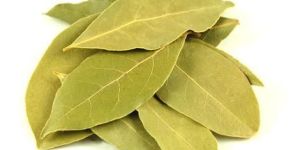 Bay Leaf