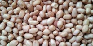 Ground Nut