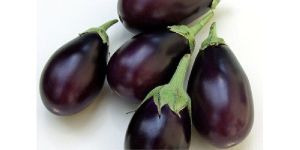 Fresh Brinjal