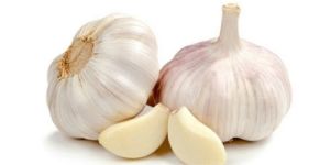 Fresh Garlic