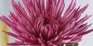 Purple Spider Mum Flower