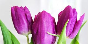 Purple Tulip Flower