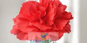 Red Carnation Flower
