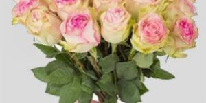 Sweet Avalanche Flower