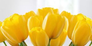 Yellow Tulip Flower