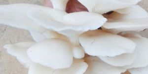 Oyster Mushroom