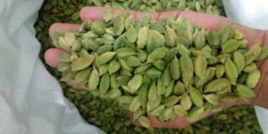 Green Cardamom