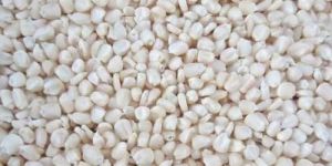 White Maize Seeds