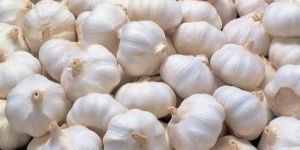 Fresh White Garlic