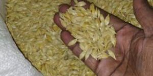 Organic Wheat Seeds