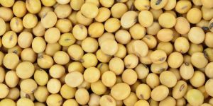 Soybean Seeds