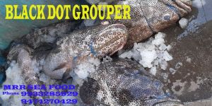Black Dot Grouper Fish