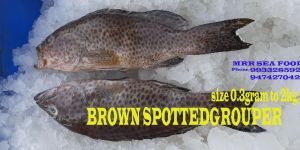 Brown Dot Grouper Fish