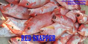 Red Snapper Fish