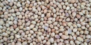 Coriander Seeds
