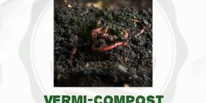 Vermicompost