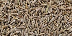Brown Cumin Seeds