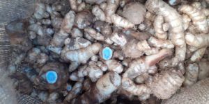 Organic Black Ginger