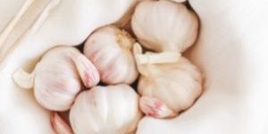 Fresh Garlic