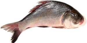 Catla Fish
