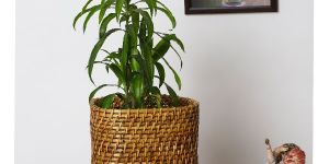 Cane Planter