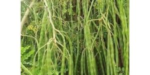 Moringa Oleifera