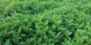 Dry Mint Leaves