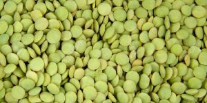 Green Lentils