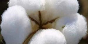 Raw Cotton