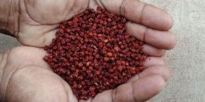 Gloriosa Superba Seeds
