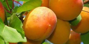 Fresh Apricot