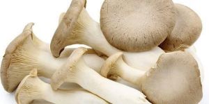 Fresh Oyster Mushroom