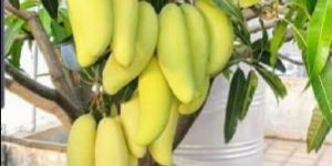 Baramasi Grafted Mango Plant