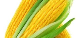 Maize