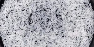 Traditional Basmati Rice