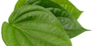 Betel Leaf