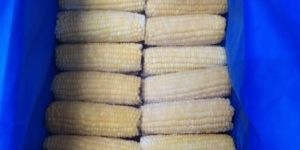 Frozen Corn