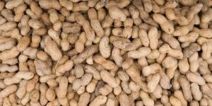 Peanut