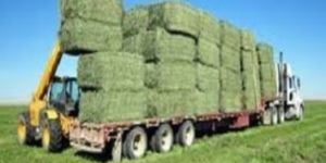 Alfalfa Hay