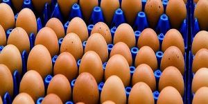 Brown Eggs
