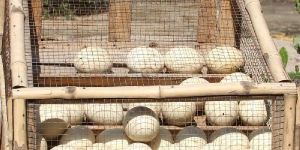 Ostrich Eggs