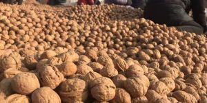 Walnuts