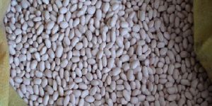 White Kidney Beans