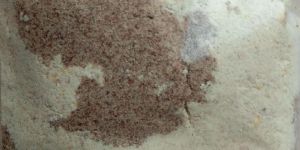 Flax Protien Powder with Nutrition