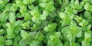 Bergamot Mint Oil