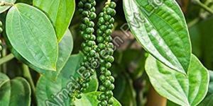 Black Pepper Oil