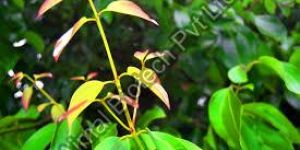 Cinnamon Leaf Oil